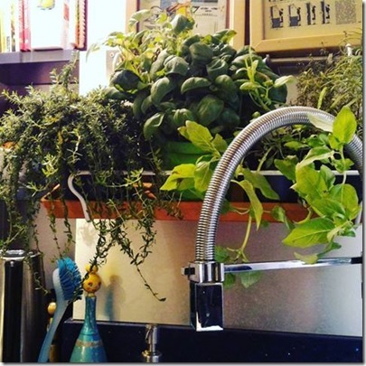 14610945_1801017776849634_1831686268878964351_n