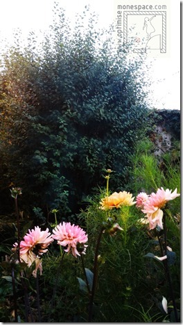 Comment aménager un petit jardin : plante feuillage bleu 